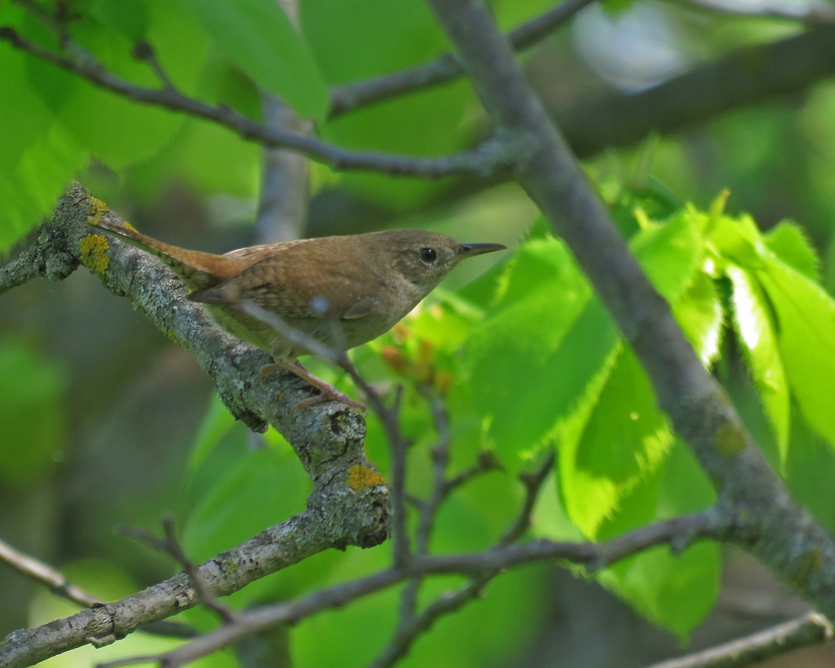 Northern House Wren - ML636652908