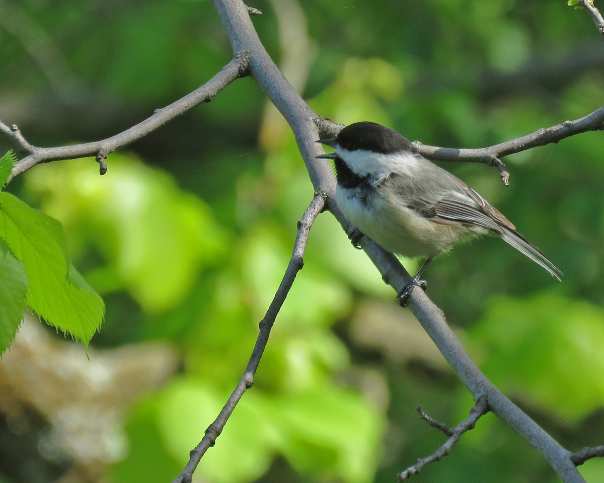 Black-capped Chickadee - ML636652964