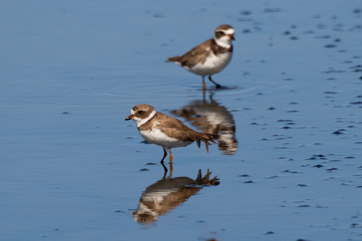 Semipalmated Plover - ML636652987