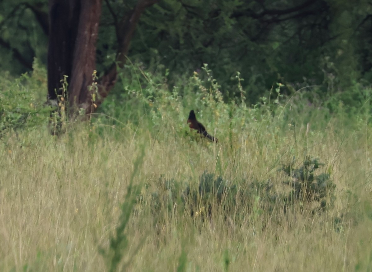Black Coucal - ML636652992
