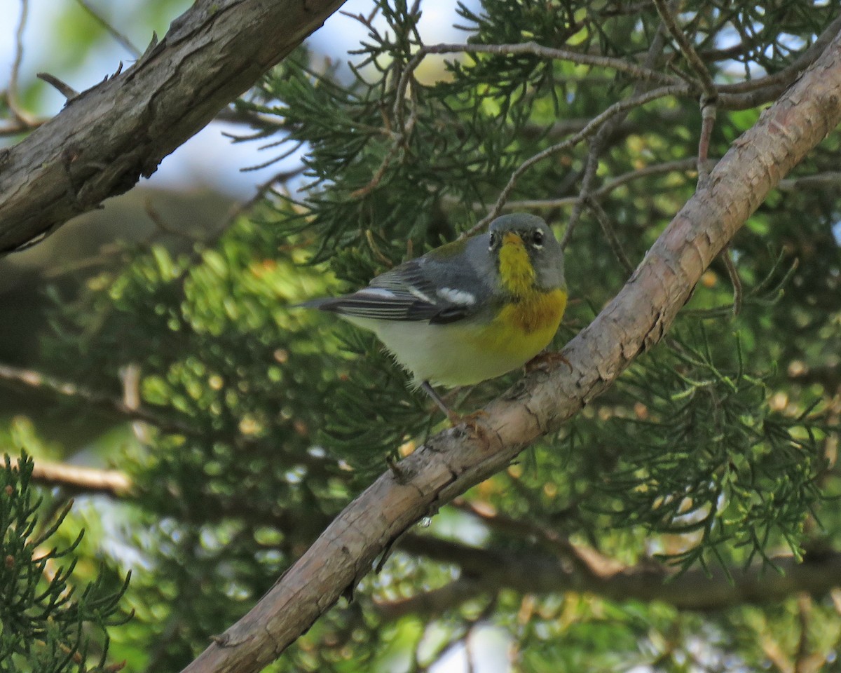 Northern Parula - ML636653031