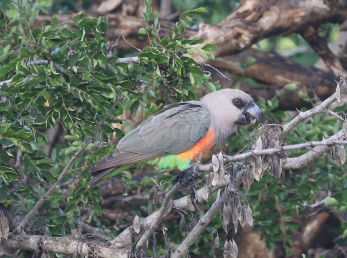 Red-bellied Parrot - ML636653046