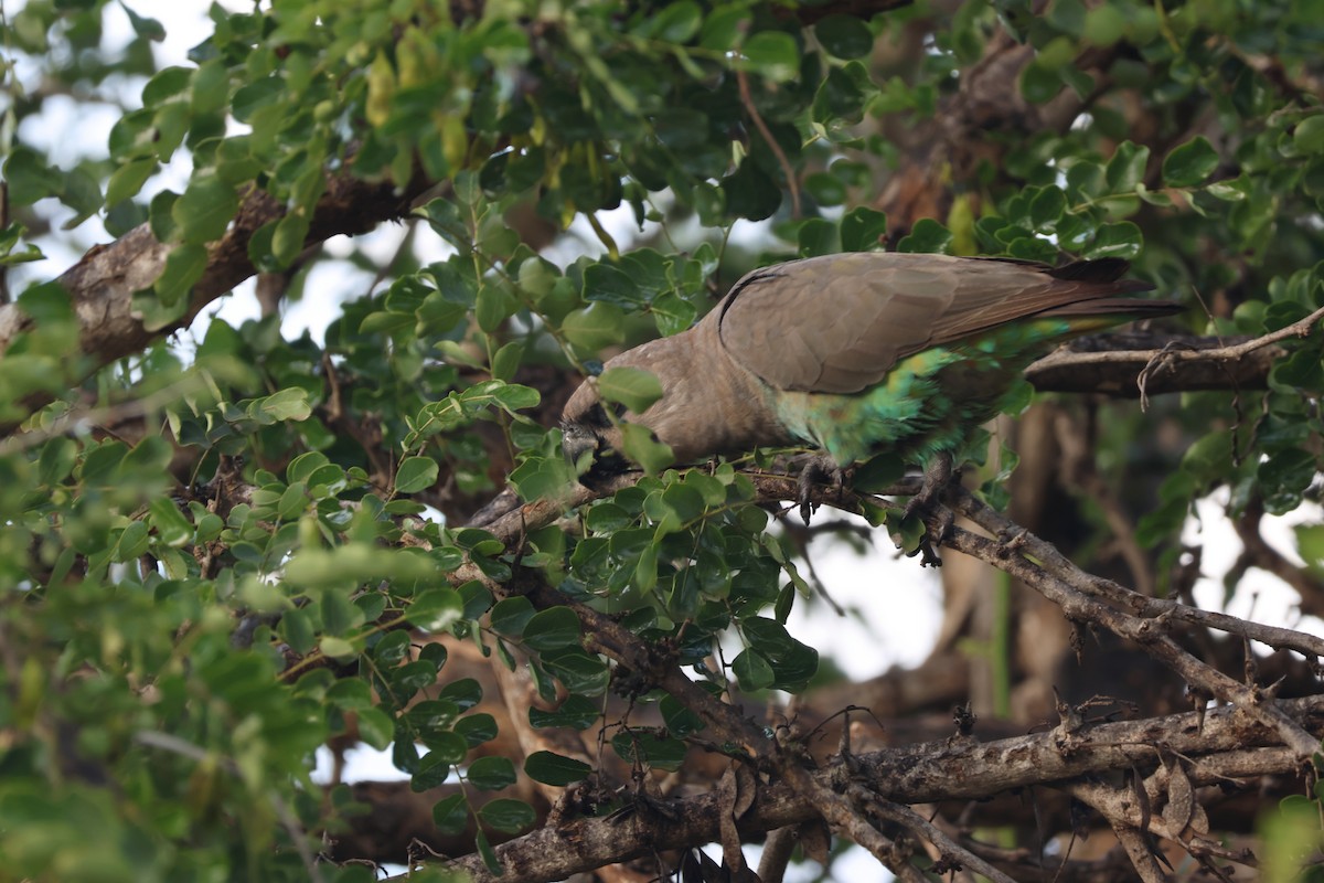 Red-bellied Parrot - ML636653047