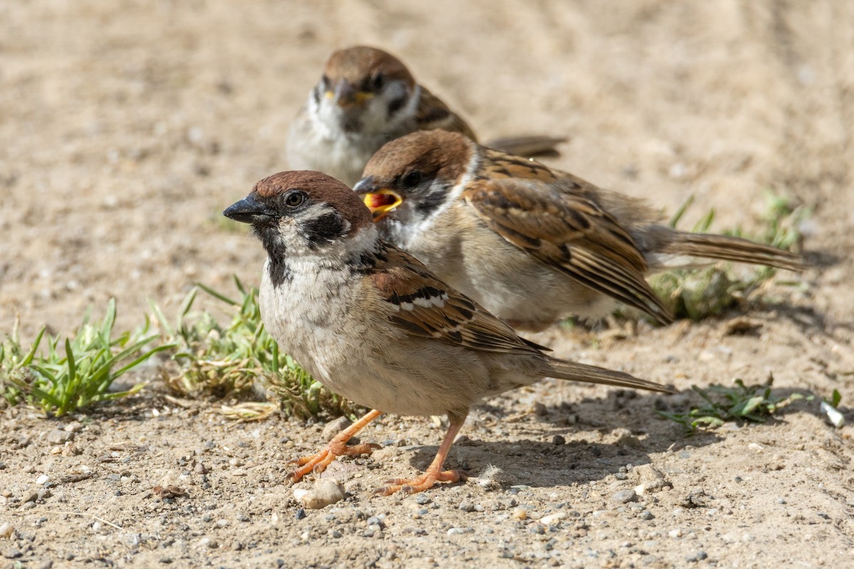 Passera mattugia - ML636653101