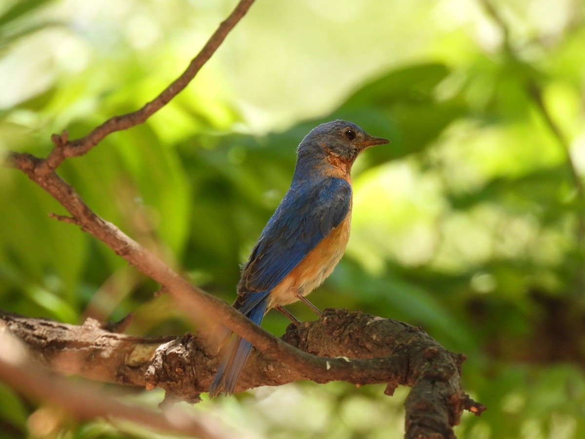 Eastern Bluebird - ML636653189