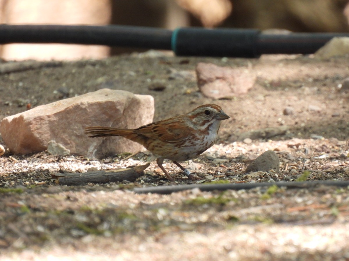 Song Sparrow - ML636653217