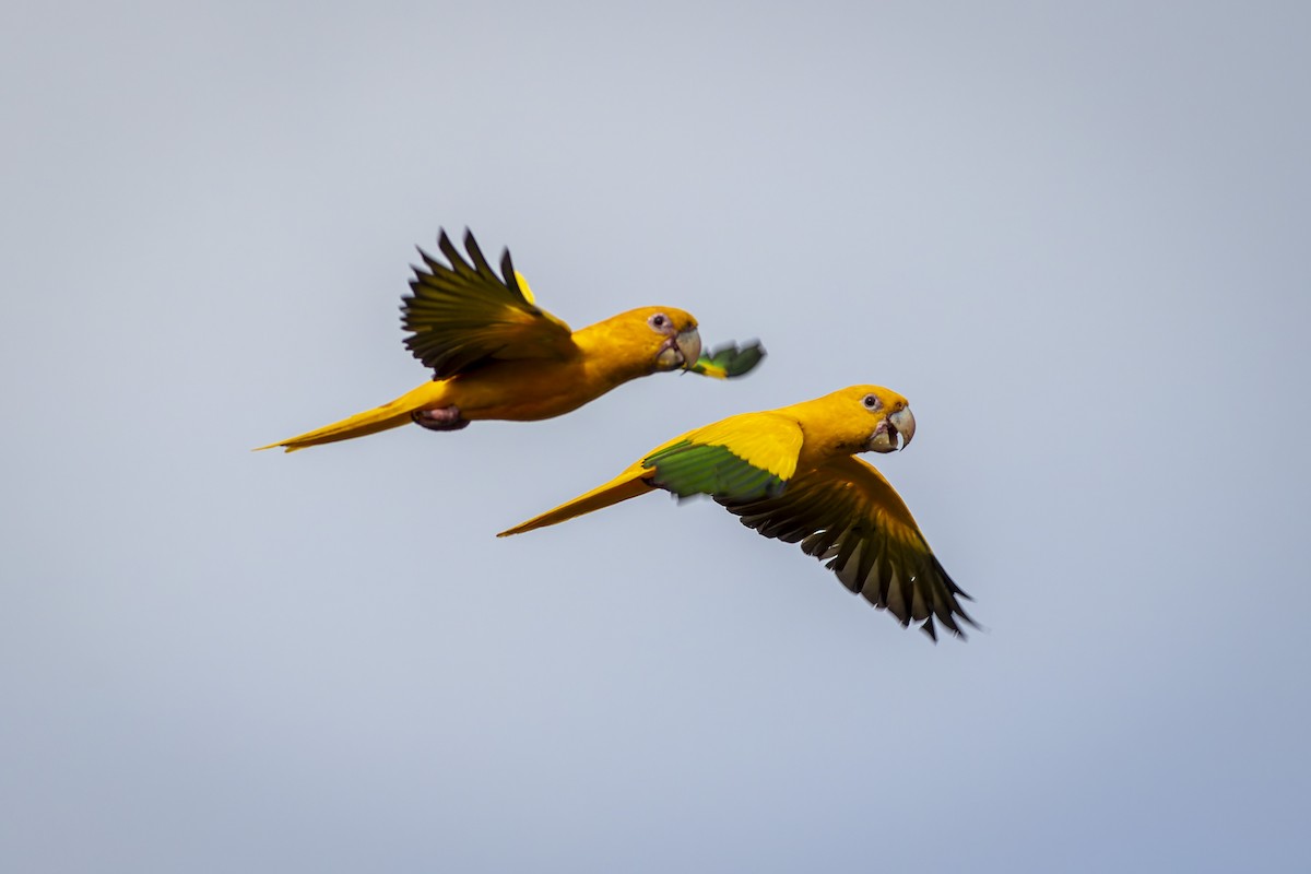 Golden Parakeet - ML636653218