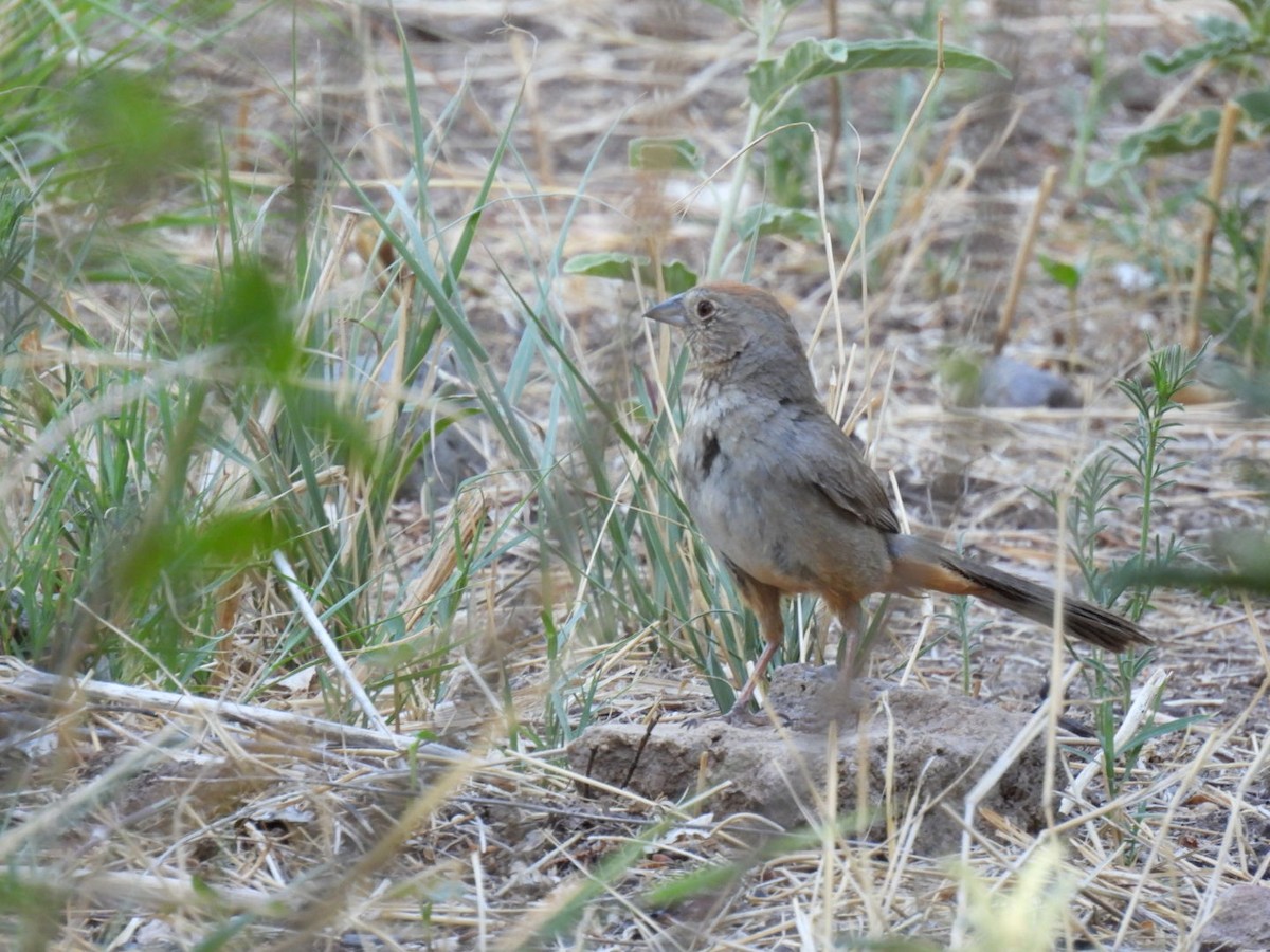 Canyon Towhee - ML636653225