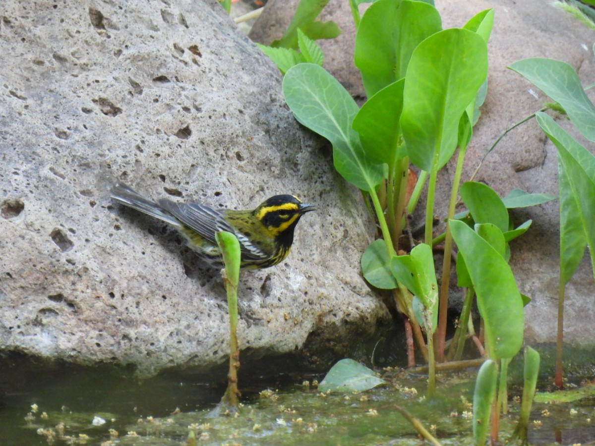 Townsend's Warbler - ML636653239