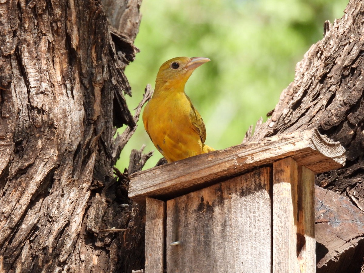 Summer Tanager - ML636653245