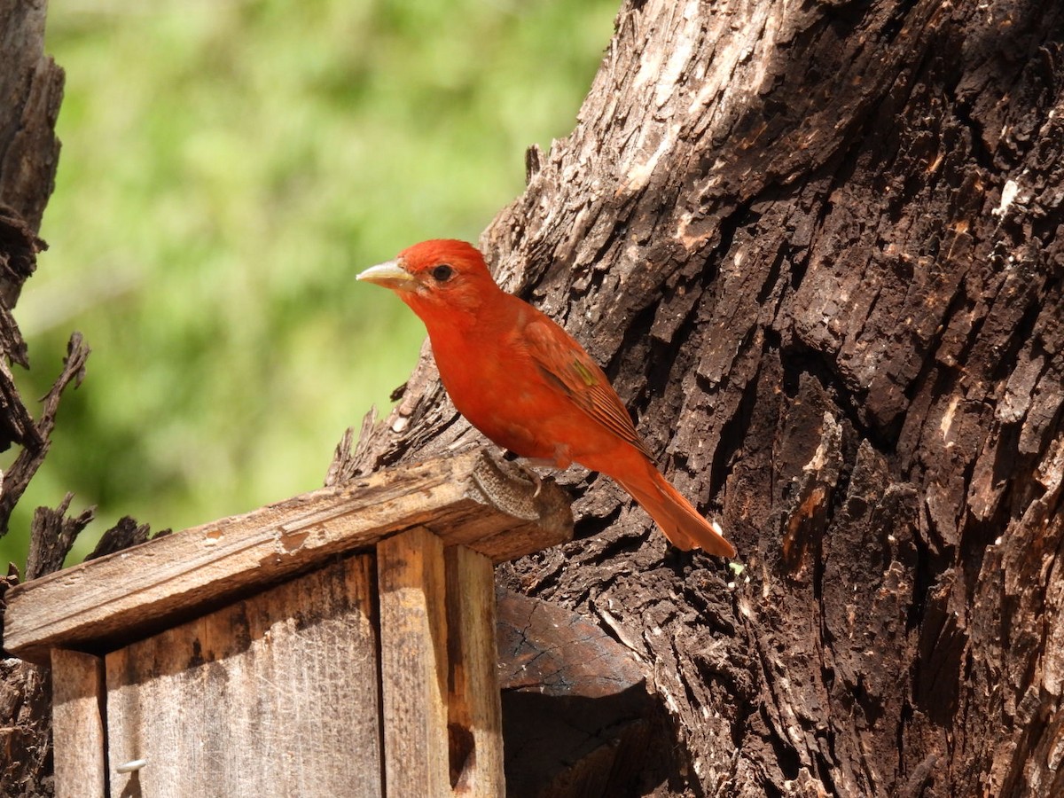 Summer Tanager - ML636653246