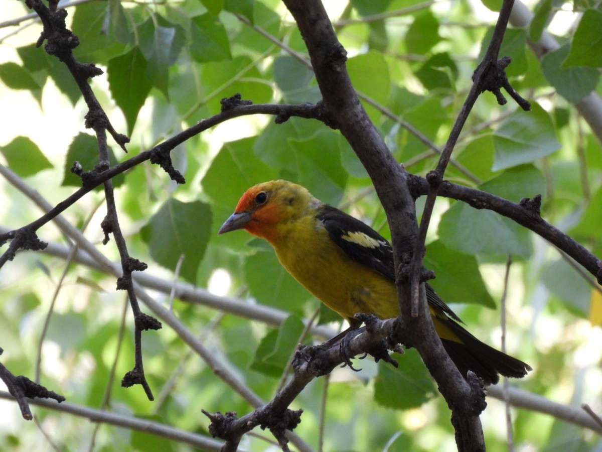 Western Tanager - ML636653263