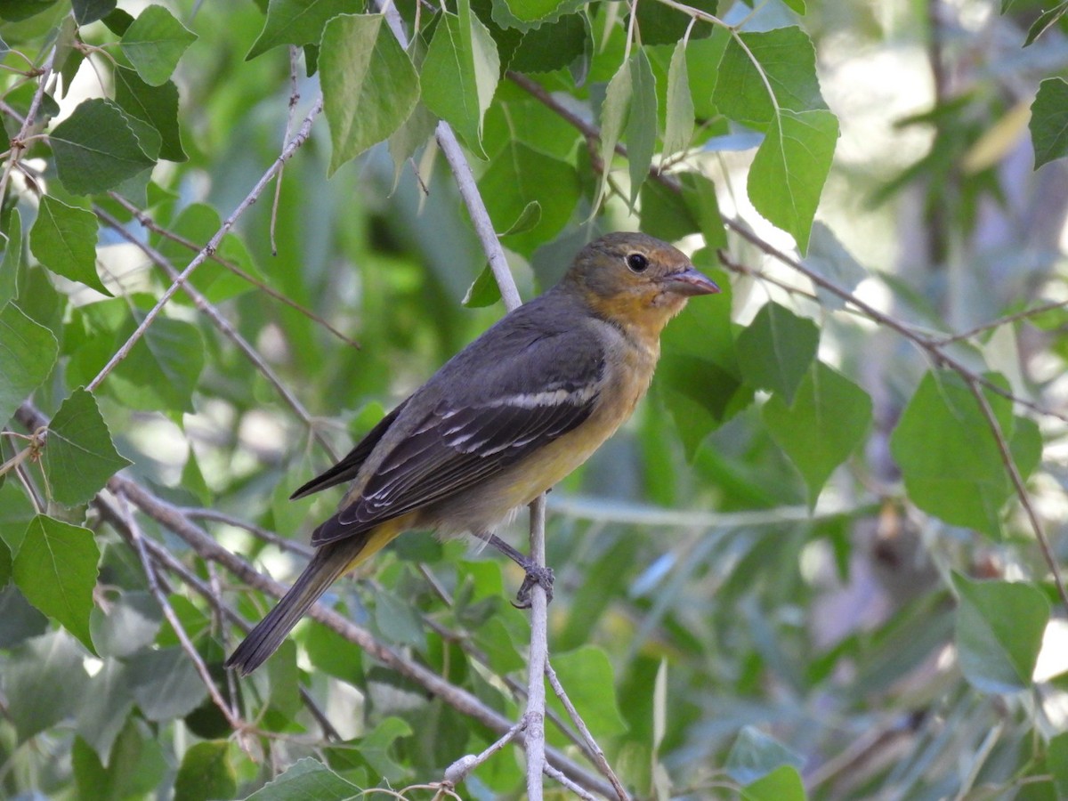 Western Tanager - ML636653264