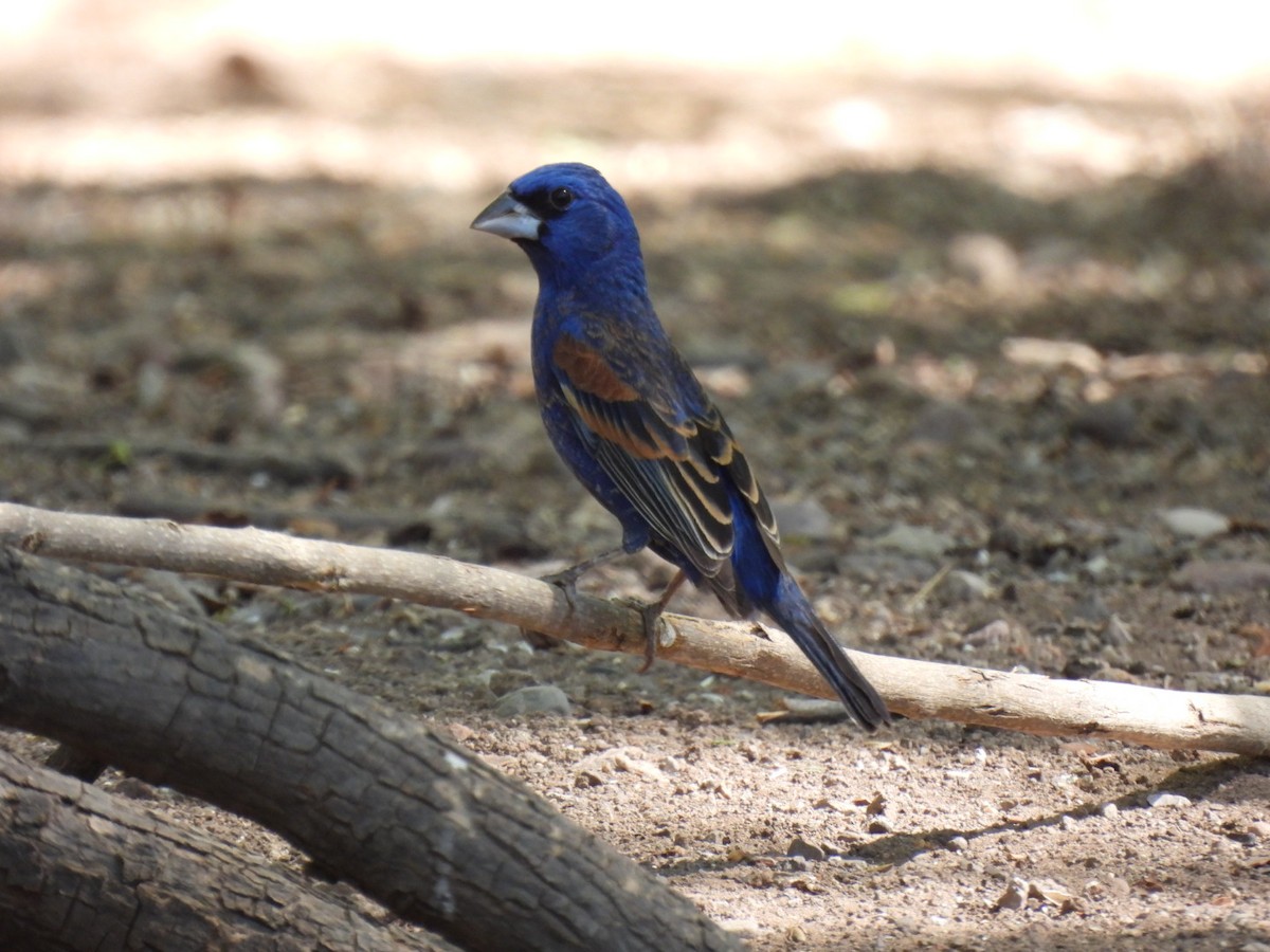 Blue Grosbeak - ML636653297