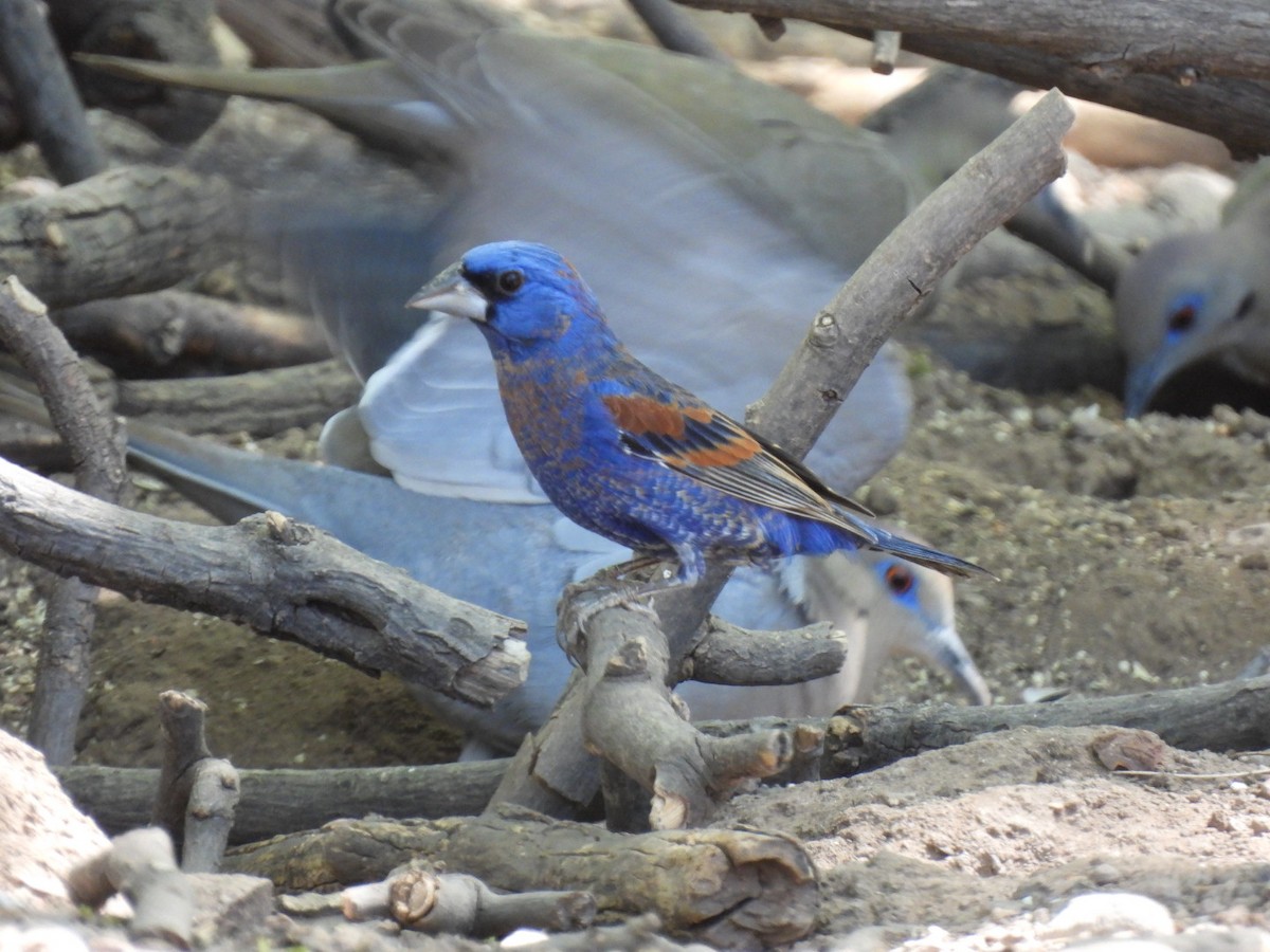 Blue Grosbeak - ML636653298