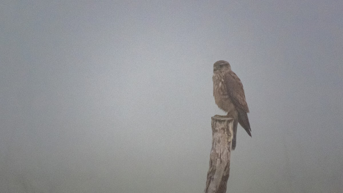 Merlin (Taiga) - ML636653311