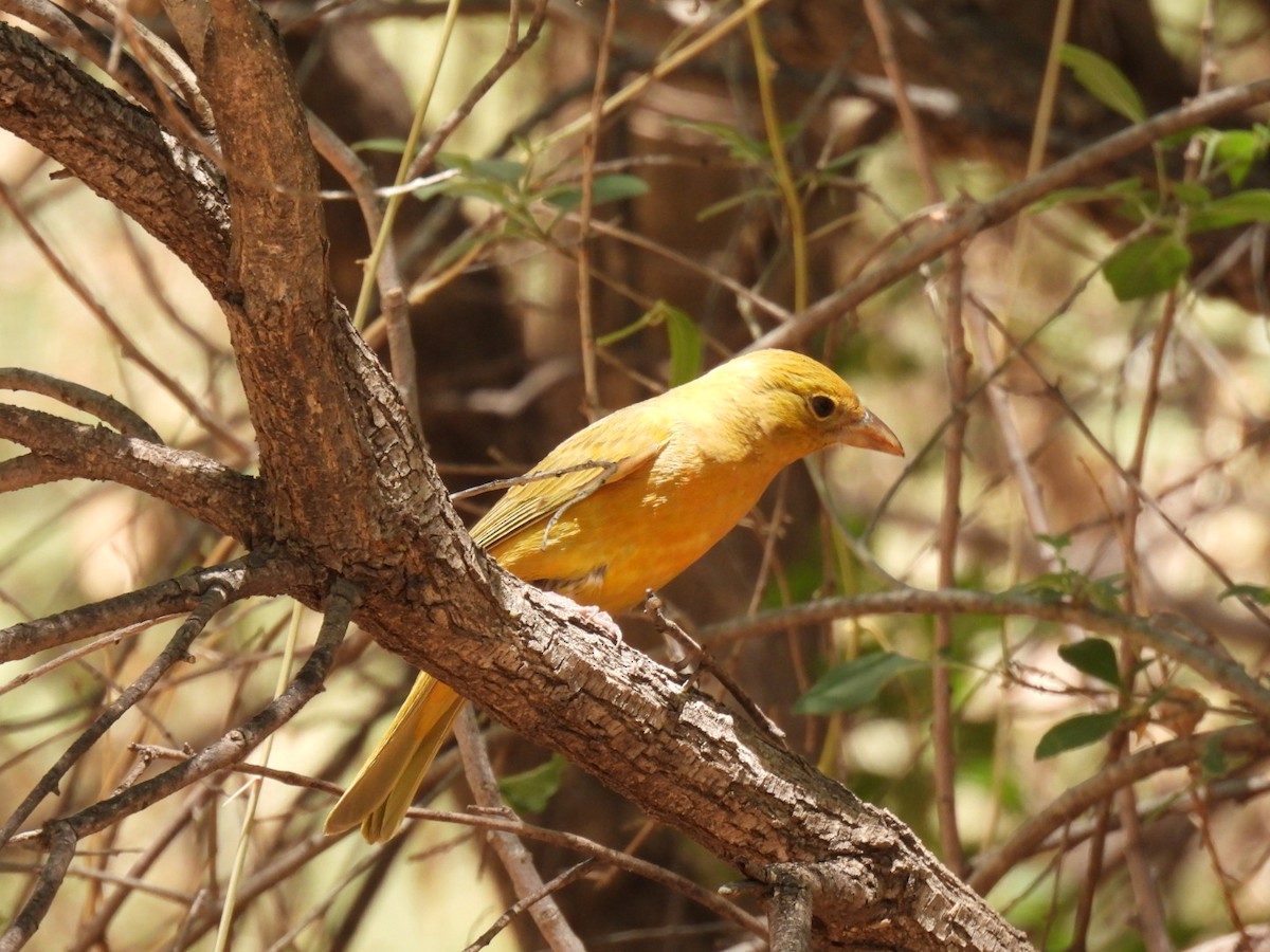 Summer Tanager - ML636653344