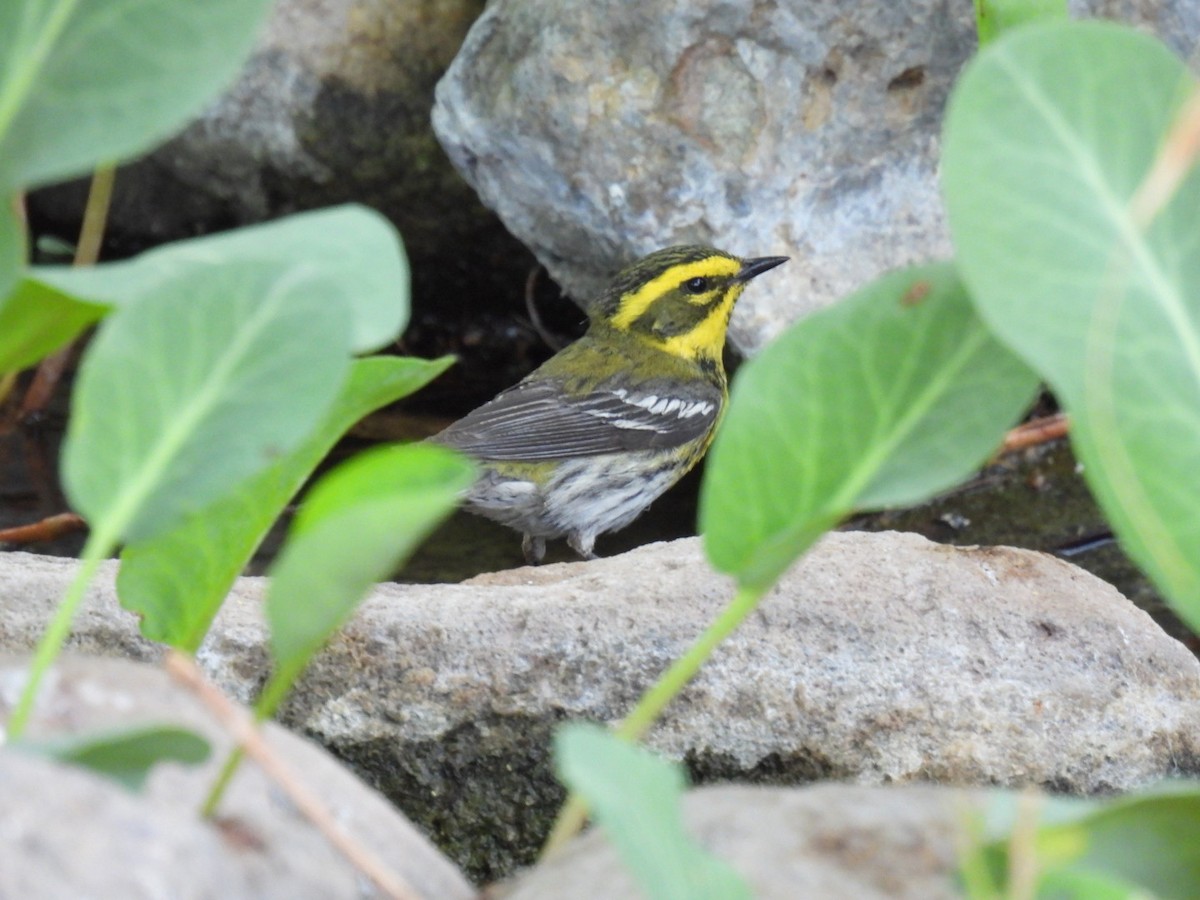 Townsend's Warbler - ML636653383