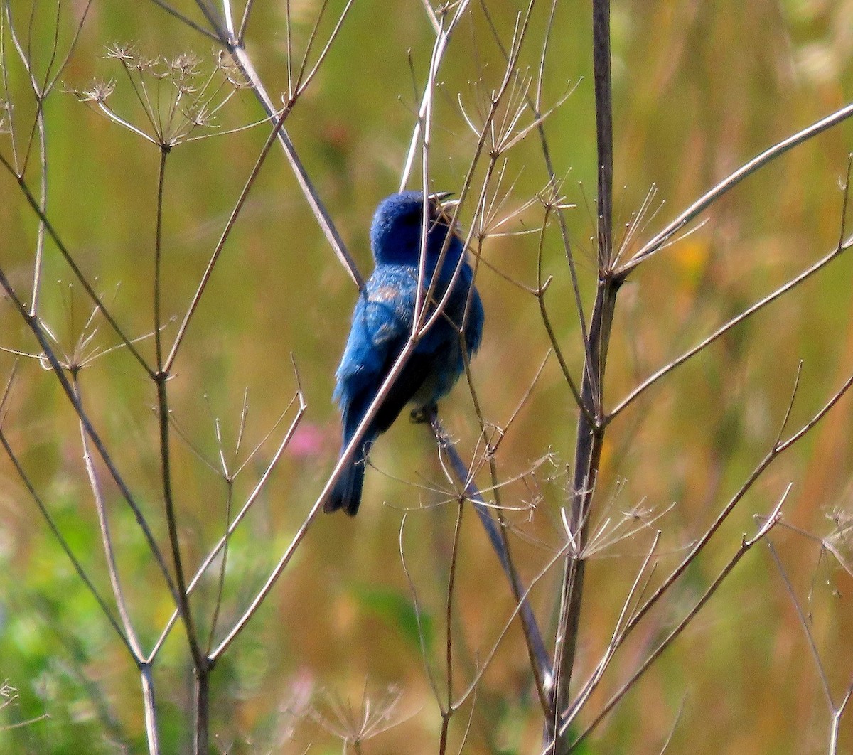 Indigo Bunting - ML636653417