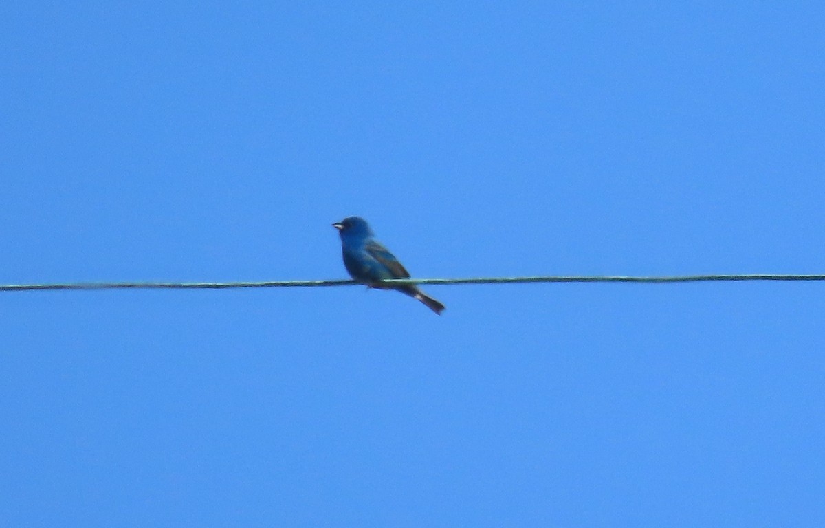 Indigo Bunting - ML636653470