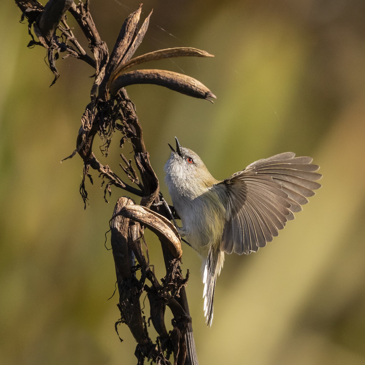 Gray Gerygone - ML636653497