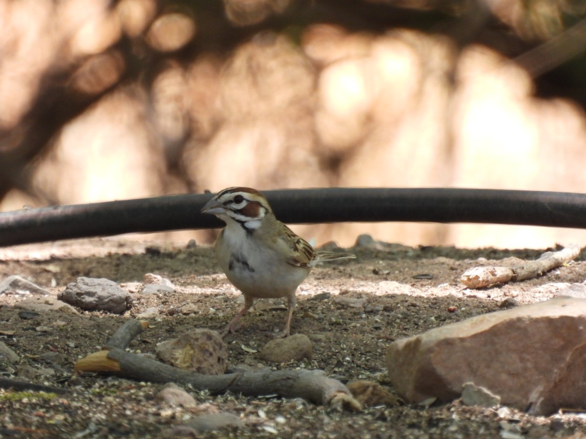 Lark Sparrow - ML636653529