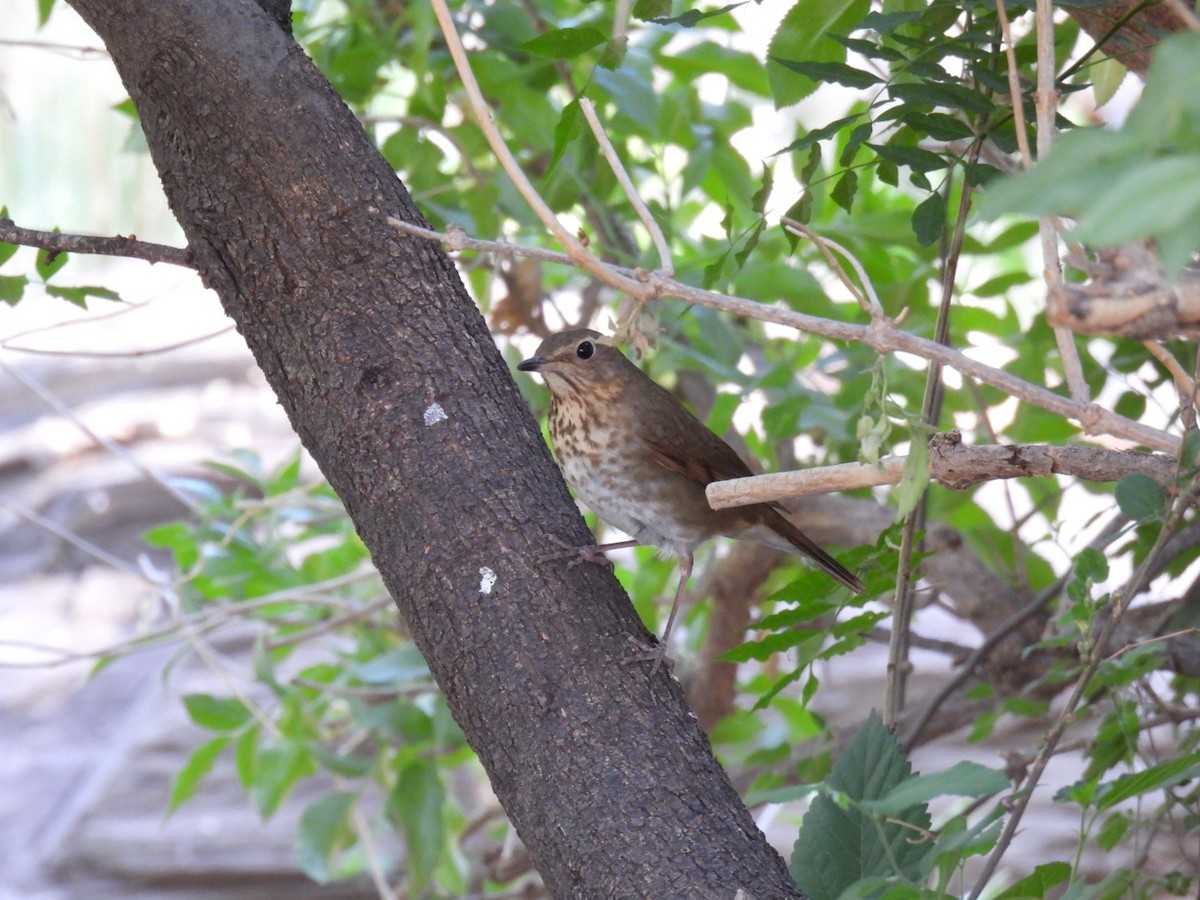 Swainson's Thrush - ML636653586