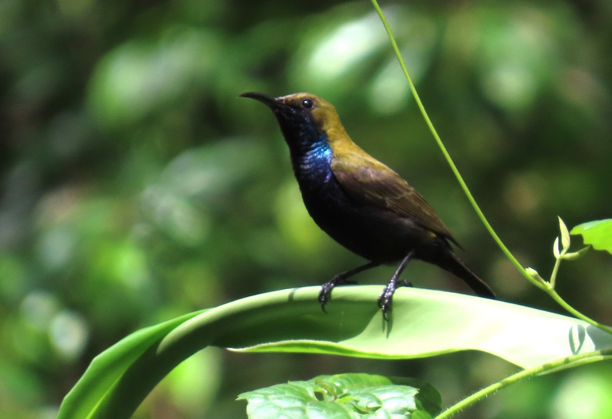 South Moluccan Sunbird - ML636653685