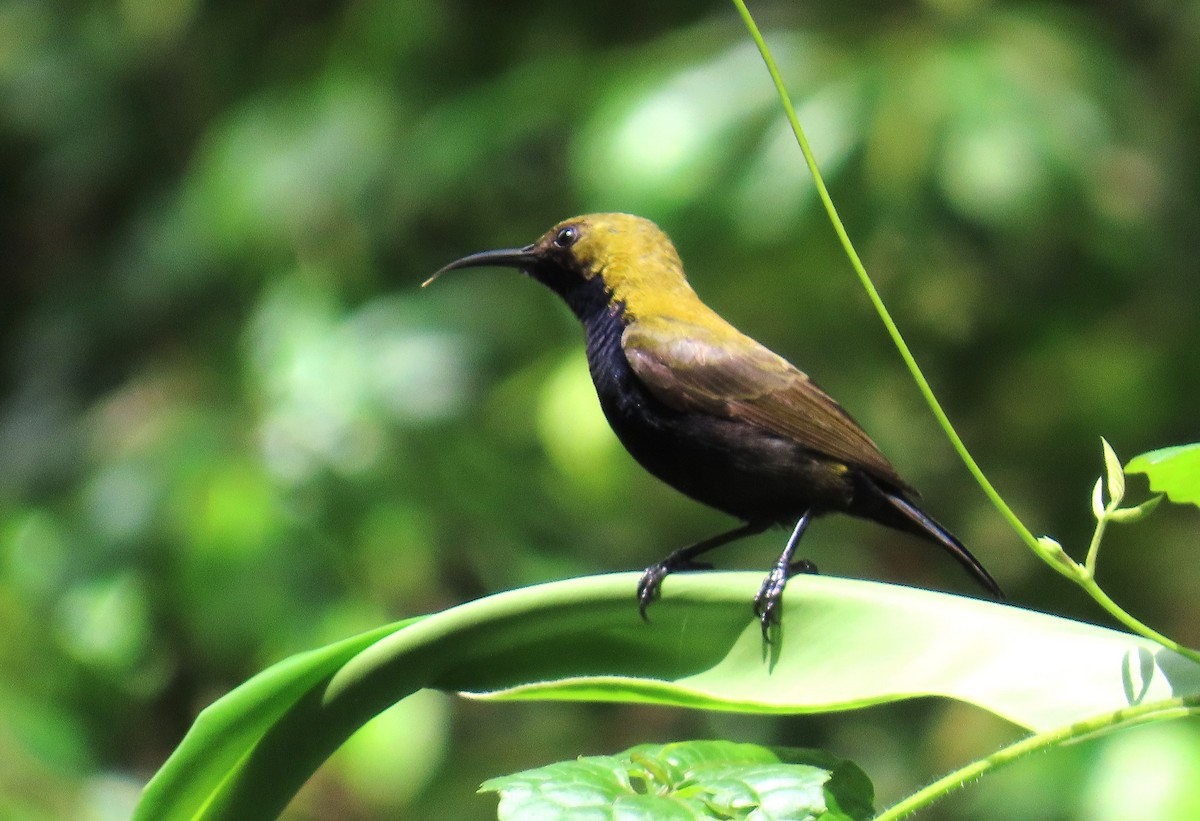 South Moluccan Sunbird - ML636653692