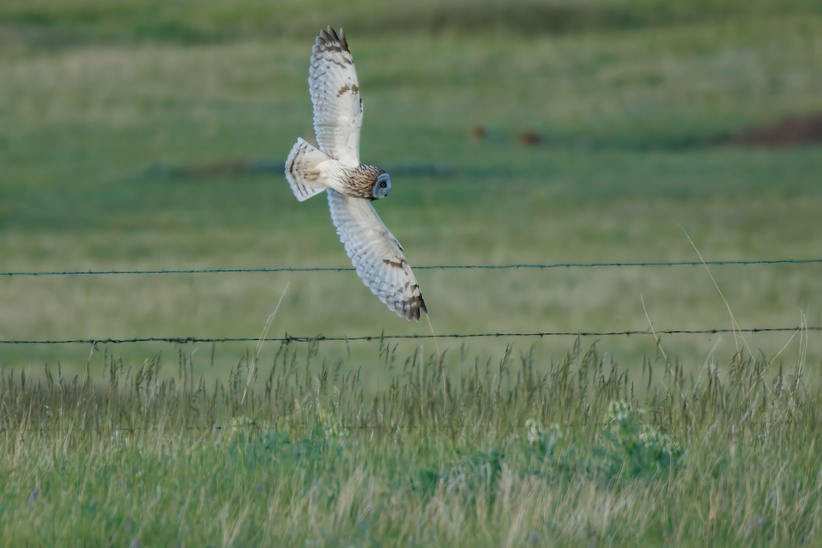 Short-eared Owl (Northern) - ML636653697