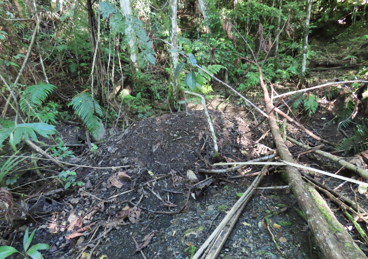 Dusky Megapode (Forsten's) - ML636653708