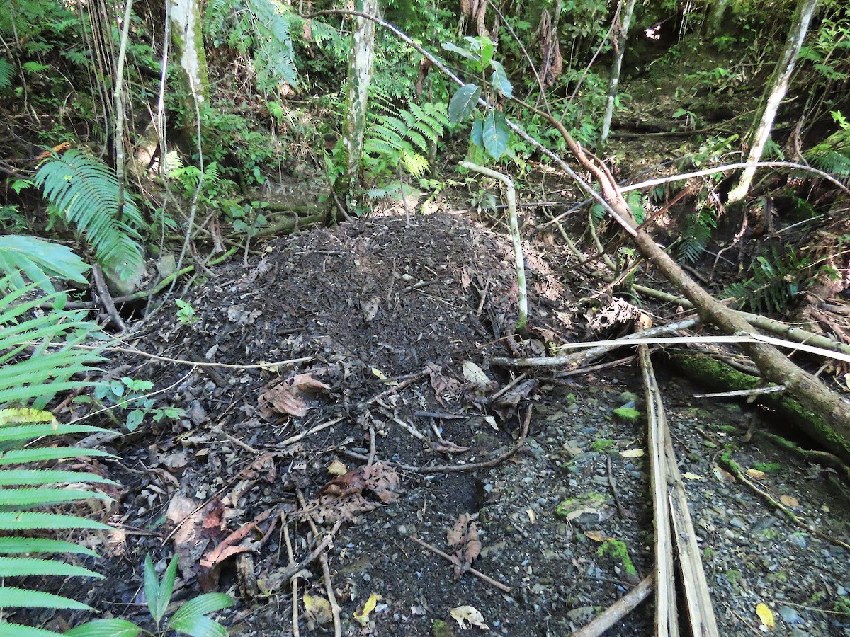 Dusky Megapode (Forsten's) - ML636653709