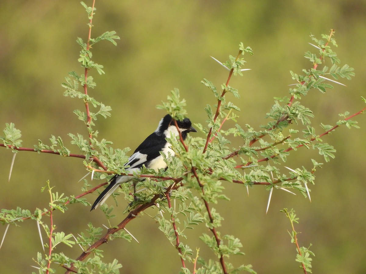 White-naped Tit - ML636653711