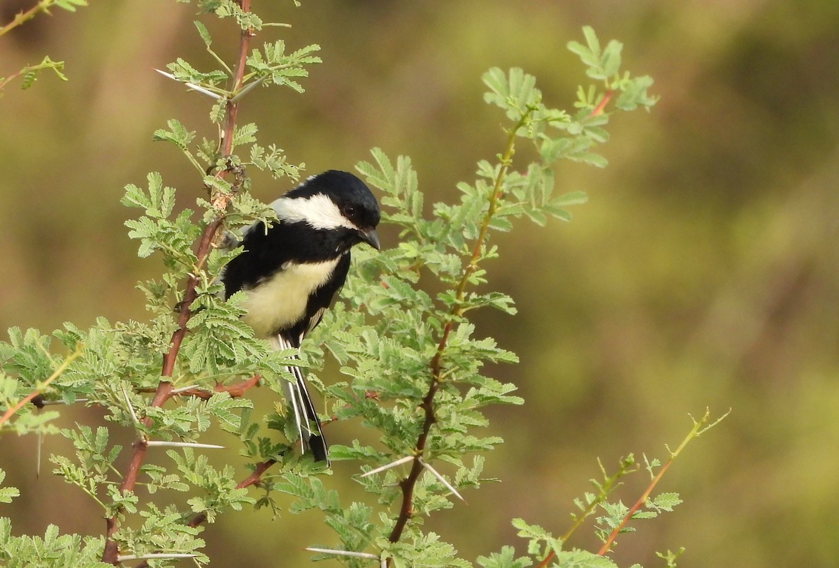 White-naped Tit - ML636653712