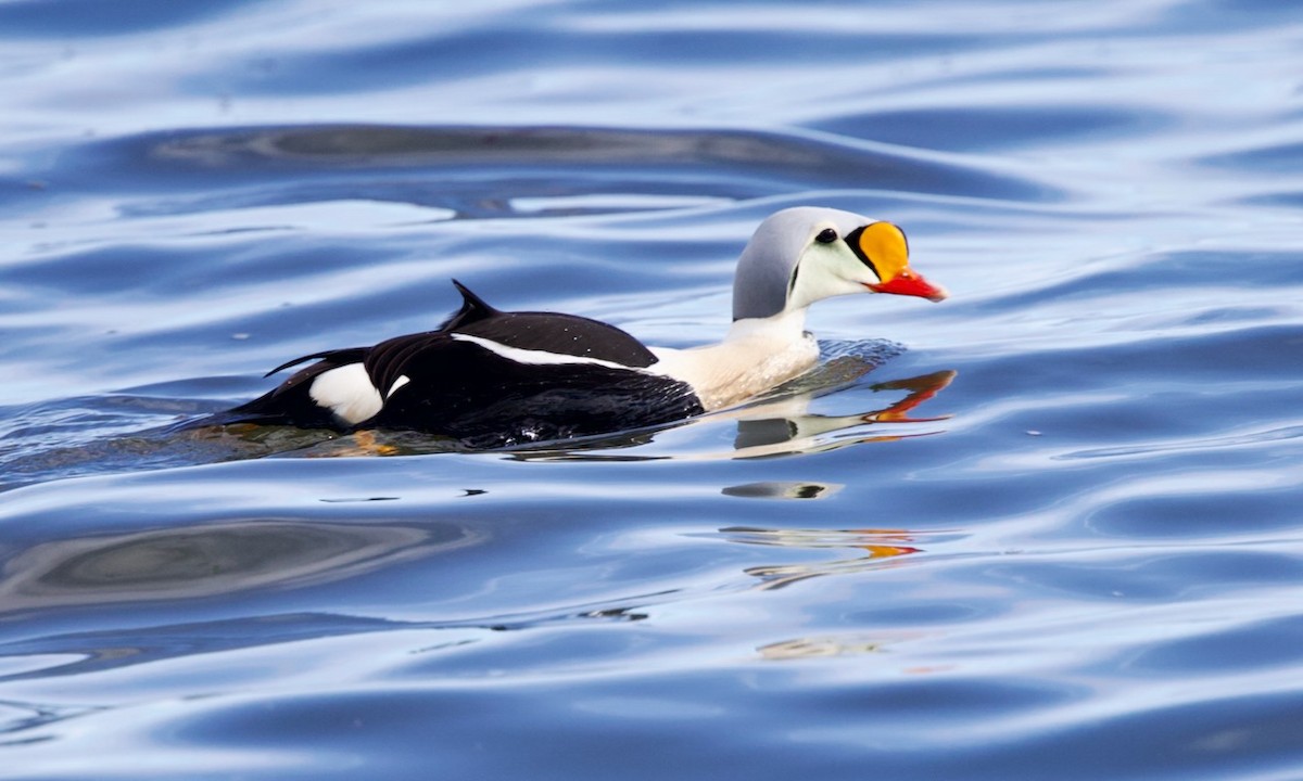 King Eider - ML636653755