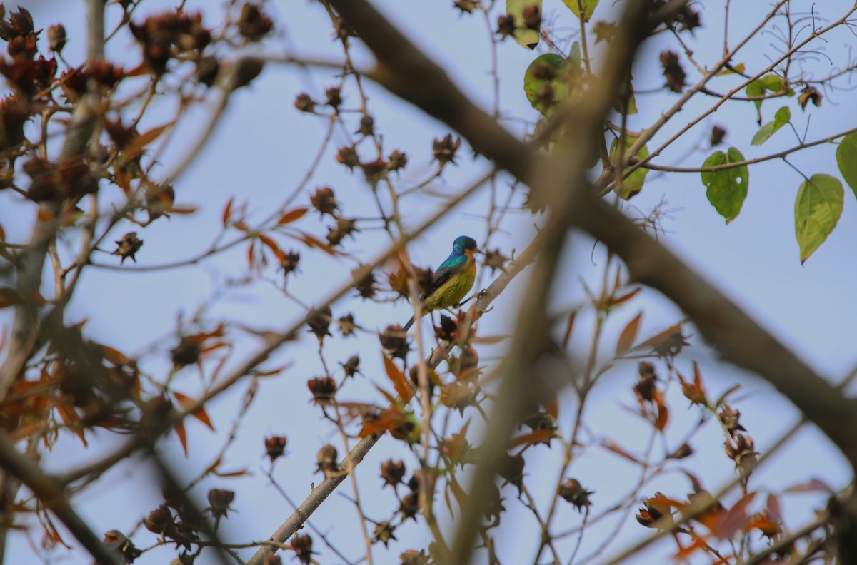 Ruby-cheeked Sunbird - ML636653796