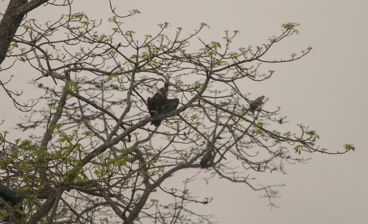 White-rumped Vulture - ML636653870