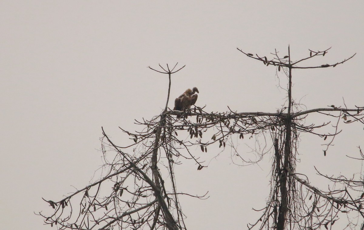 Slender-billed Vulture - ML636653871