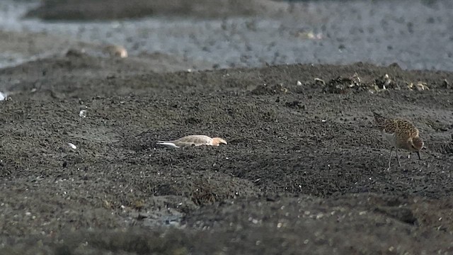 kulík větší - ML636654023