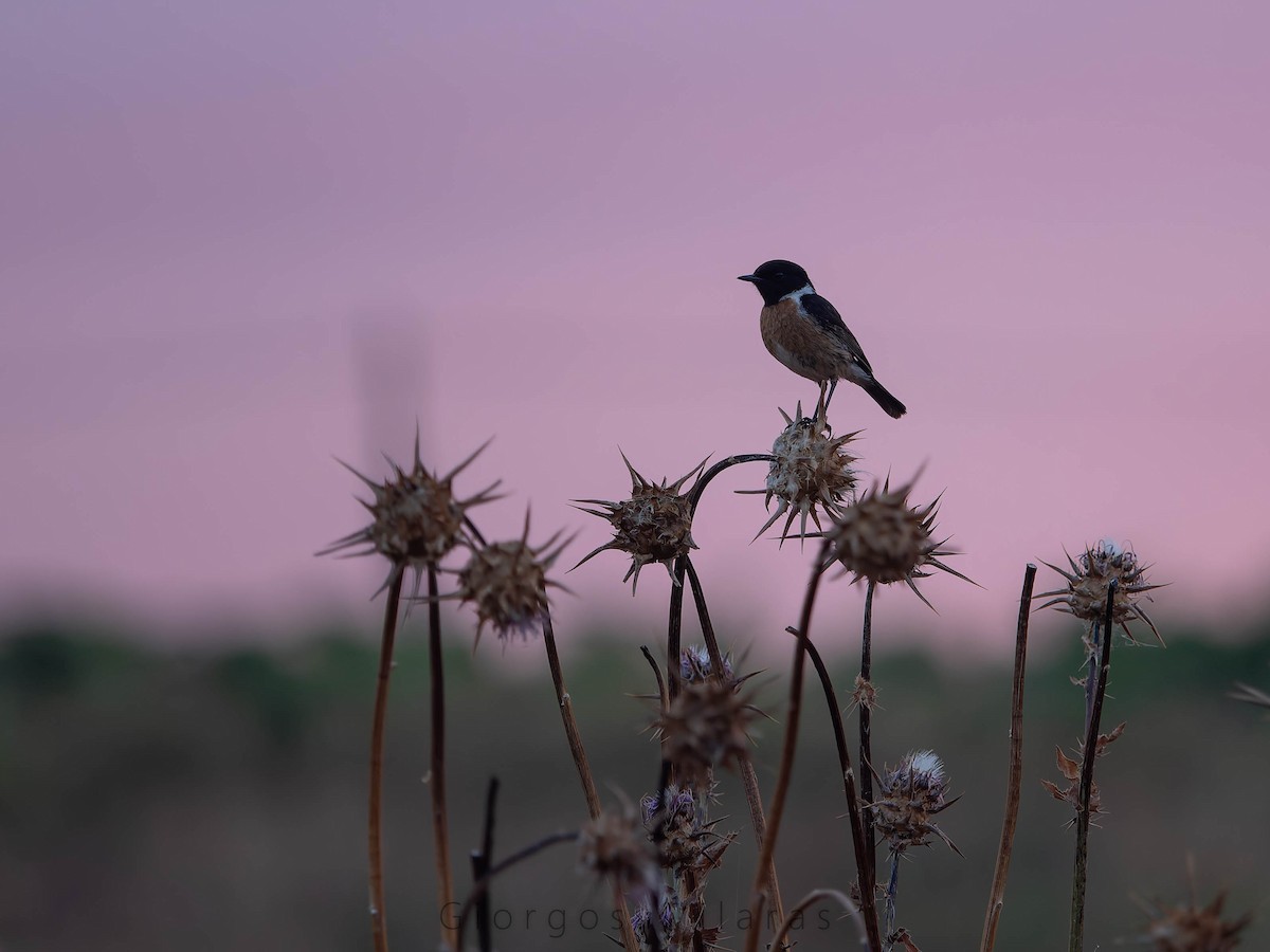 European Stonechat - ML636654240