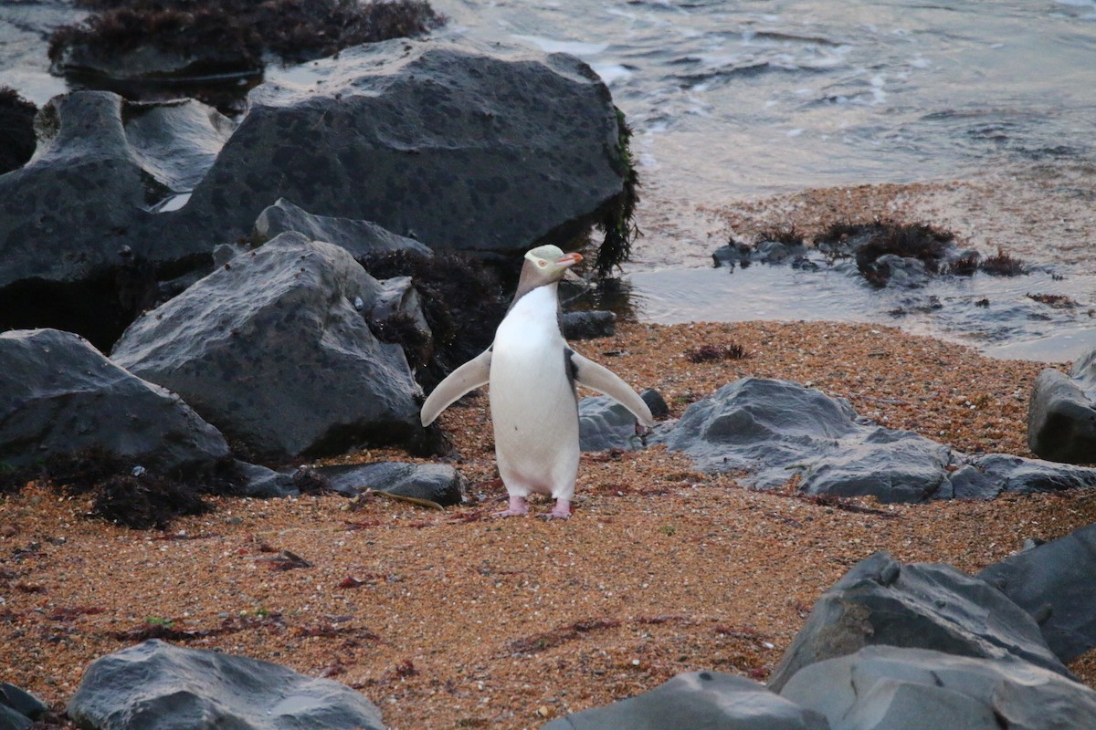 Yellow-eyed Penguin - ML636654270