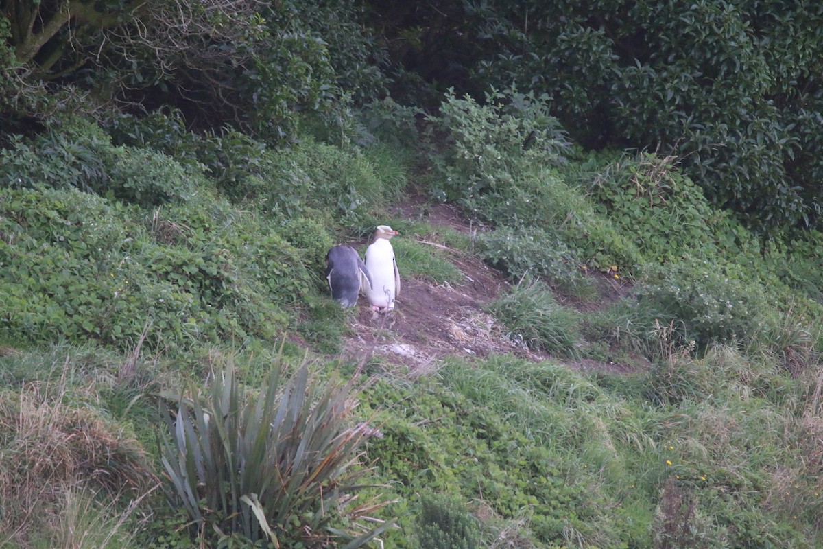 Yellow-eyed Penguin - ML636654271