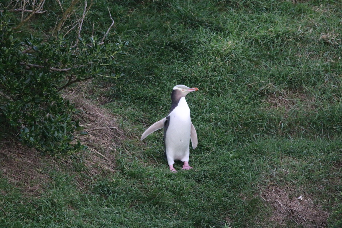 Yellow-eyed Penguin - ML636654274