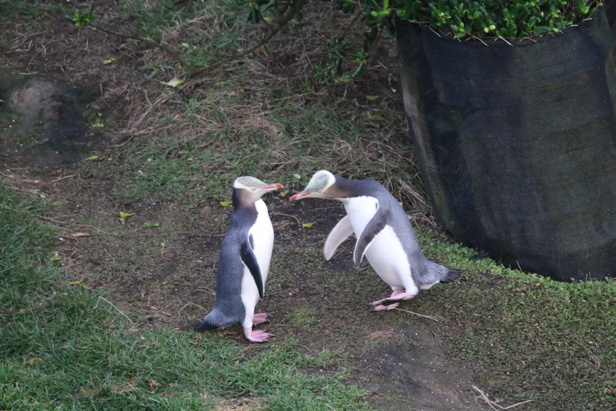 Yellow-eyed Penguin - ML636654275