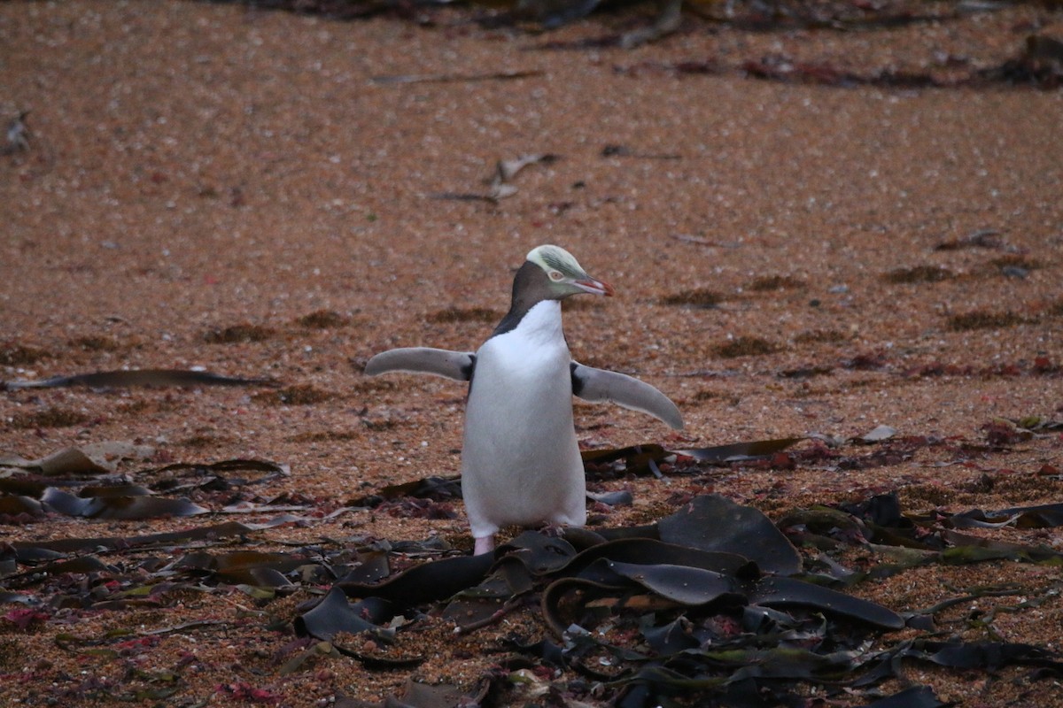 Yellow-eyed Penguin - ML636654276
