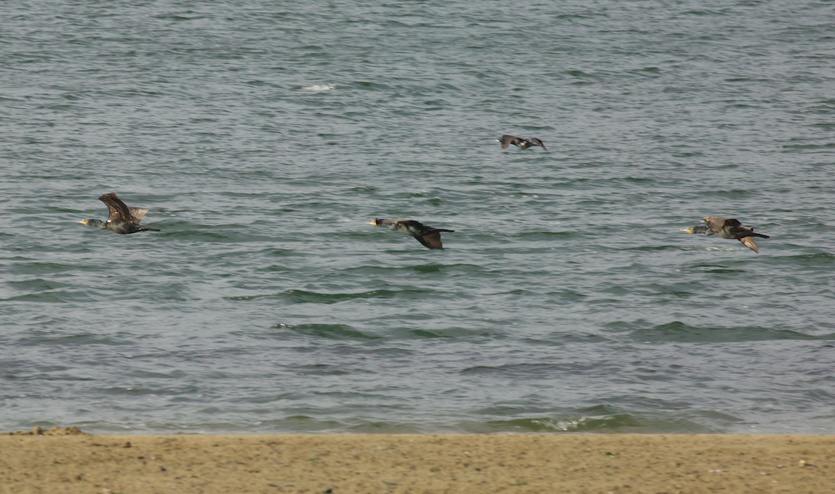 Double-crested Cormorant - ML636654325