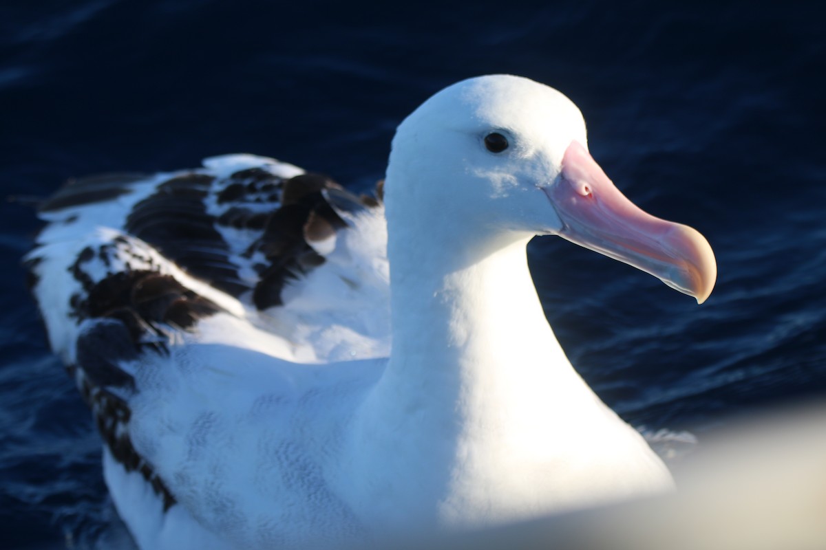 Antipodean Albatross (Gibson's) - ML636654343