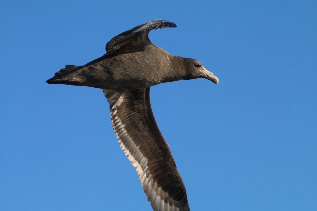 Southern Giant-Petrel - ML636654349
