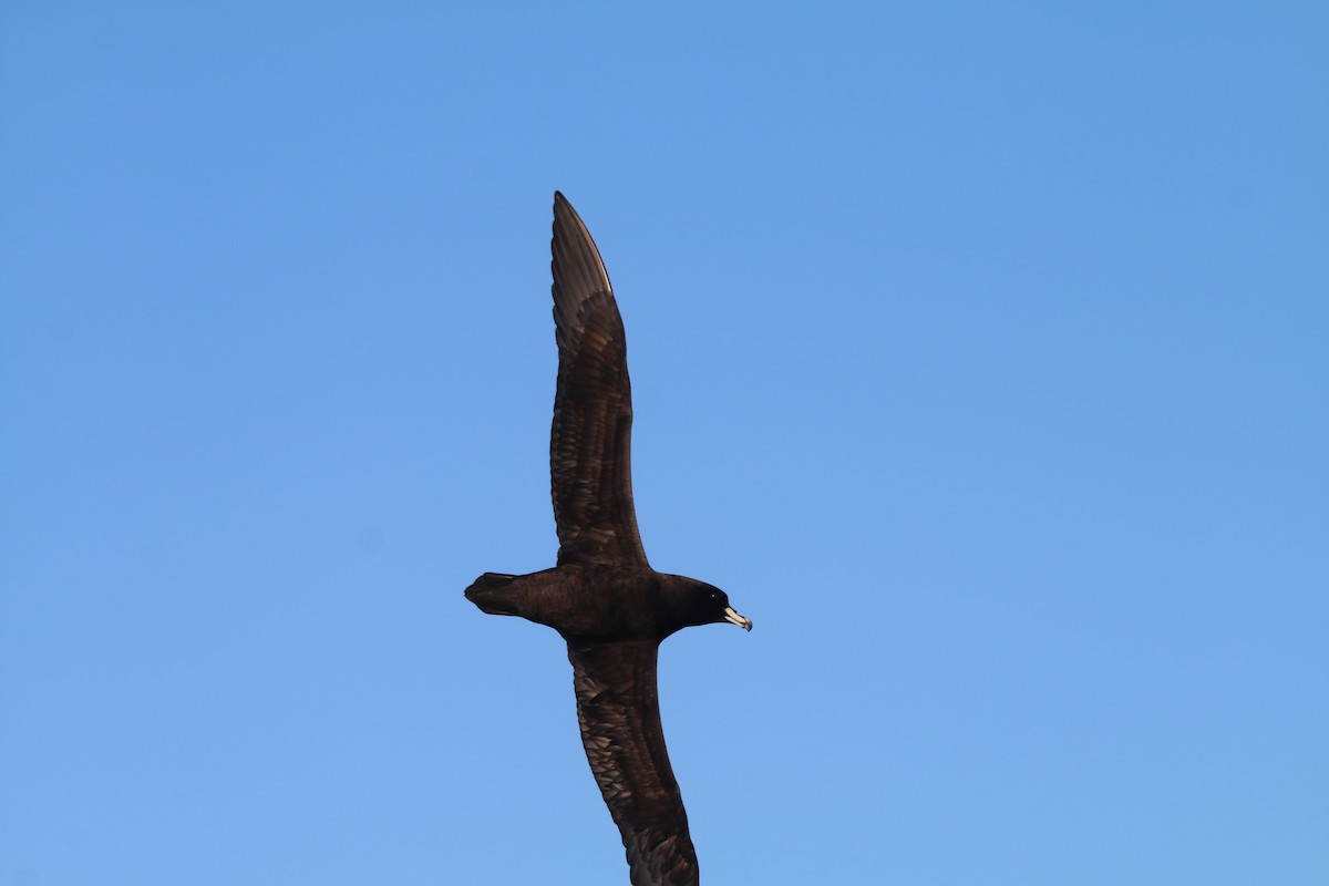 Westland Petrel - ML636654351