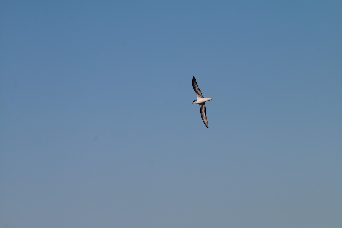 Soft-plumaged Petrel - ML636654359